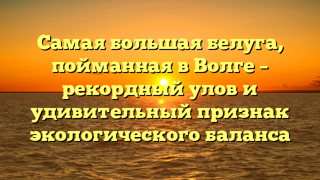 Самая большая белуга, пойманная в Волге – рекордный улов и удивительный признак экологического баланса